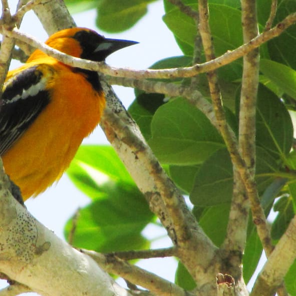 Obseravación de aves en Chetumal
